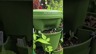 Let's succession plant the greenstalk #gardening #greenstalk #growyourownfood Let's succession plant the greenstalk #gardening #greenstalk #growyourownfood
