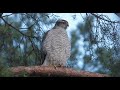 Бой Ястреба и Ворона за голубя / Hawk and Raven fight for a dove