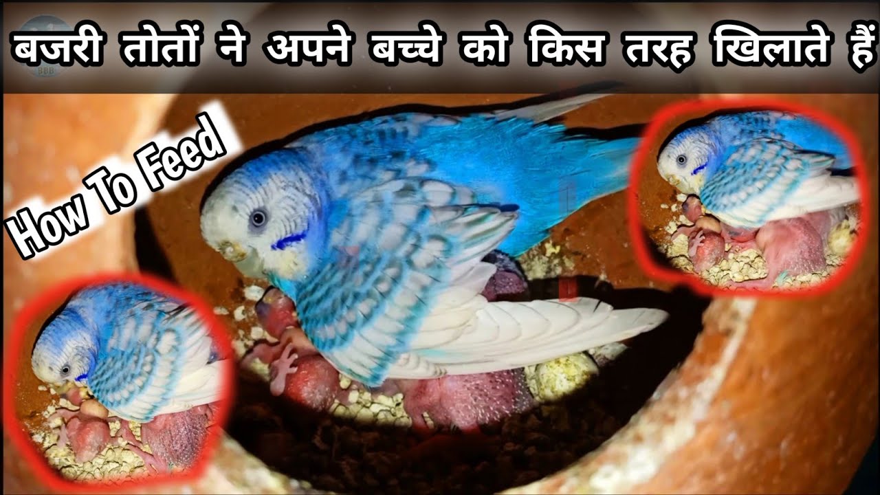 How To Feed Baby Chicks With Mother how-to-feed-baby-chicks-with-mother