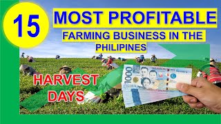 Top 15 Most Profitable Farming Business in the Philippines per Return on Investments w\/ Harvest Days