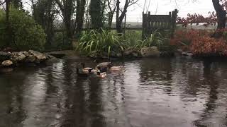 Rainy Day Duck Pond | Water Sounds, Ducks Quacking, Rain Sounds, Chickens, Bird Songs | Sleep, Relax