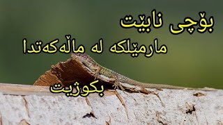 بۆچی نابێت مارمێلکە لە ماڵەکەتدا بکوژیت