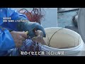 ５００グラムの大きなサイズも　秋のイセエビ漁で初水揚げ　静岡・松崎町の雲見漁港
