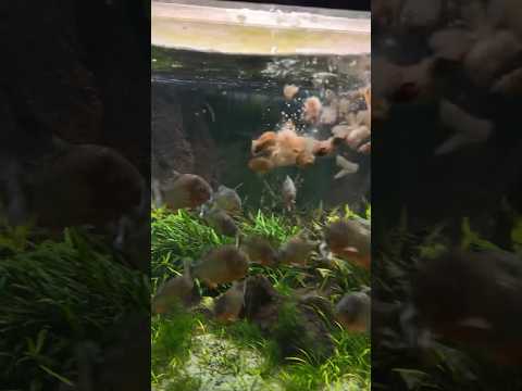 30 piranha VS