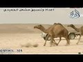 عرض منقية منيف مشعل الديحاني المطيري شيلة اداء مهنا