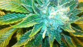 Psygen genetics