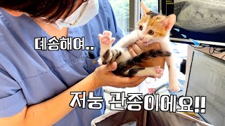 A sick kitten goes to the hospital and suddenly pretends not to be sick. by 지안스캣 Jian's Cat 79,877 views 3 weeks ago 8 minutes, 17 seconds