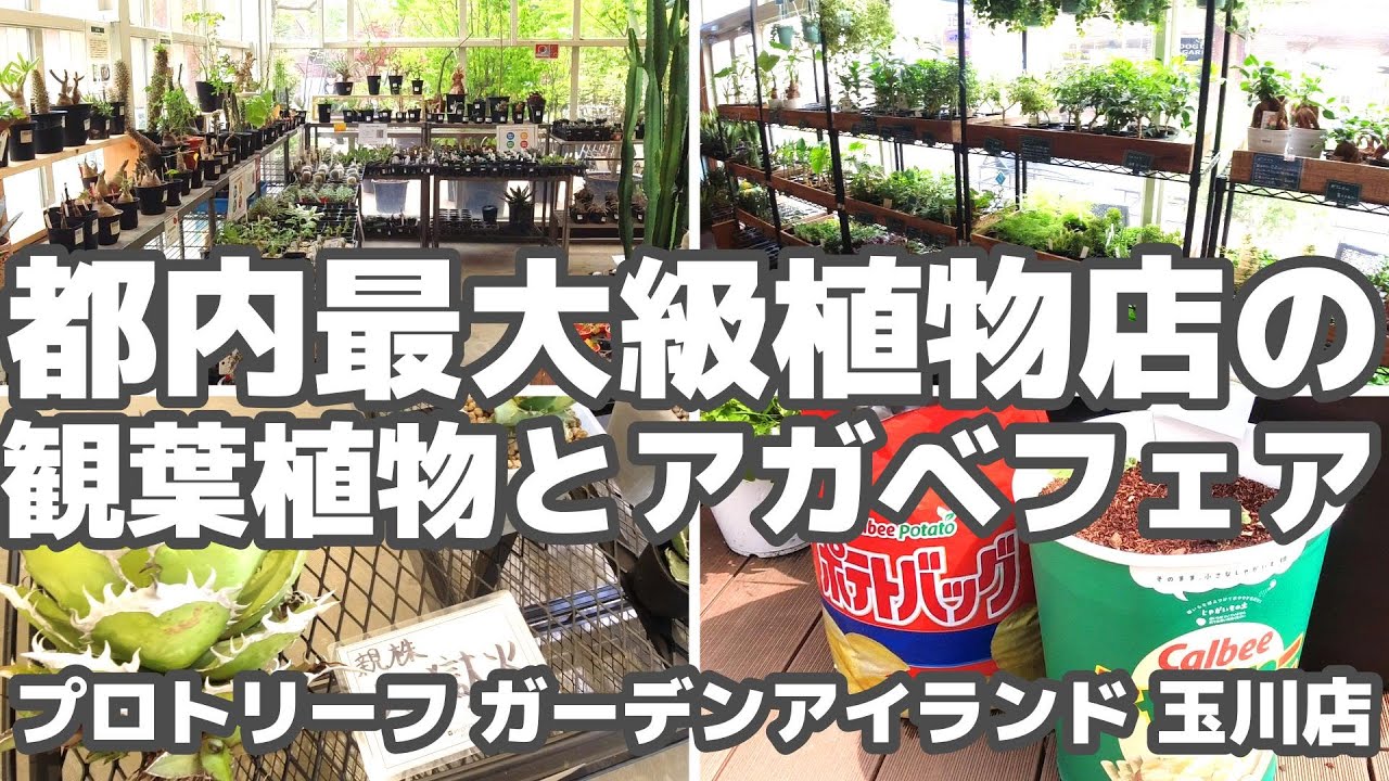 観葉植物広場⭐︎プロフ必読 parksgarden_botanicalshop #instaplants #植物のある暮らし