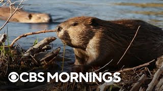 Scientists use beavers to create drought and fireresistant landscapes