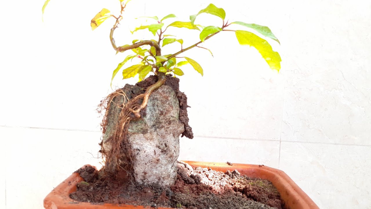 Cây SUNG non Ôm Đá/ BỘ RỄ KHÁ ĐẸP