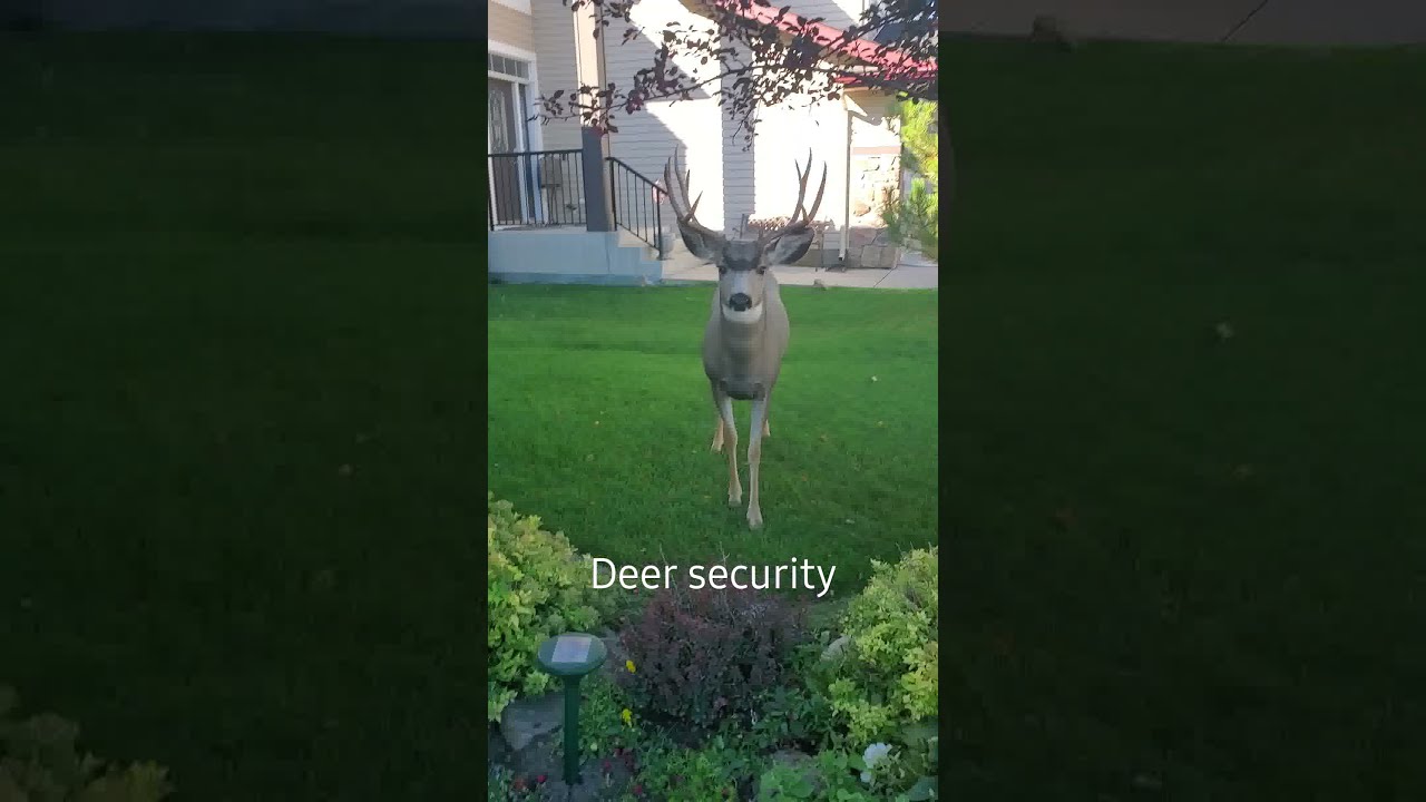 A Regular Occurrence In Our Neighbourhood 