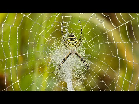 Video: Je buibui ni wadudu au arachnids?