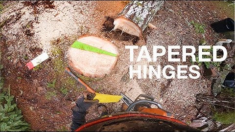 Using a Tapered Hinge to Fall a Tree