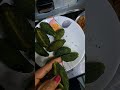 Kakarakaya Stuffing Fry 😋🌶️ #KakarakayaFry #StuffingFry #Shorts