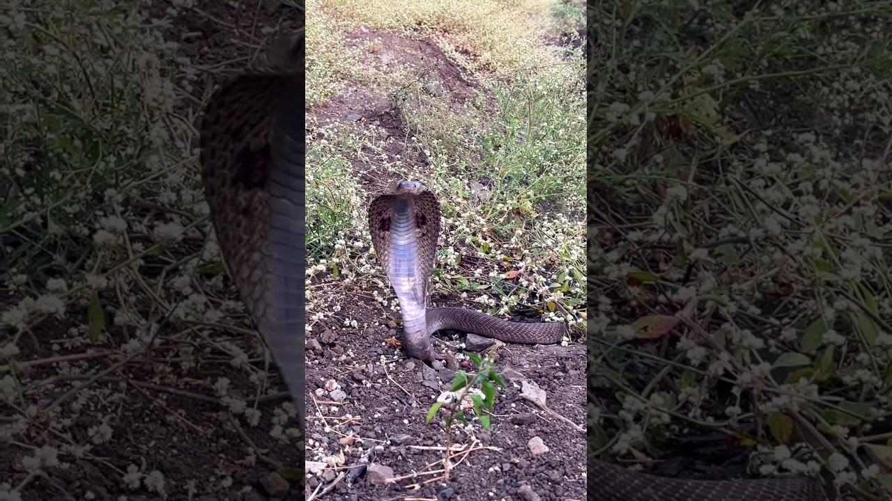 Indian Cobra 
