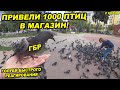 ГОЛУБИ БЫСТРОГО РЕАГИРОВАНИЯ / ЗАВЕЛИ 1000 ПТИЦ В МАГАЗИН  ЧТО БУДЕТ ЕСЛИ 1000 ПТИЦ ЗАЙДУТ В МАГАЗИН