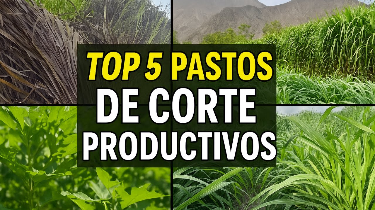 🌱 Los 5 Pastos de Corte Más Productivos para tu Ganado 🐄🚜