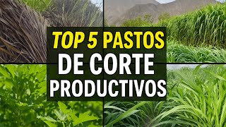 Los 5 Pastos De Corte Más Productivos Para Tu Ganado