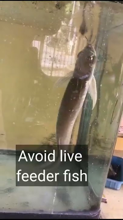 arowana care