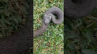 Culebra de collar mediterránea ( Natrix aestractophora) #campo #animals #galicia #snake #nature