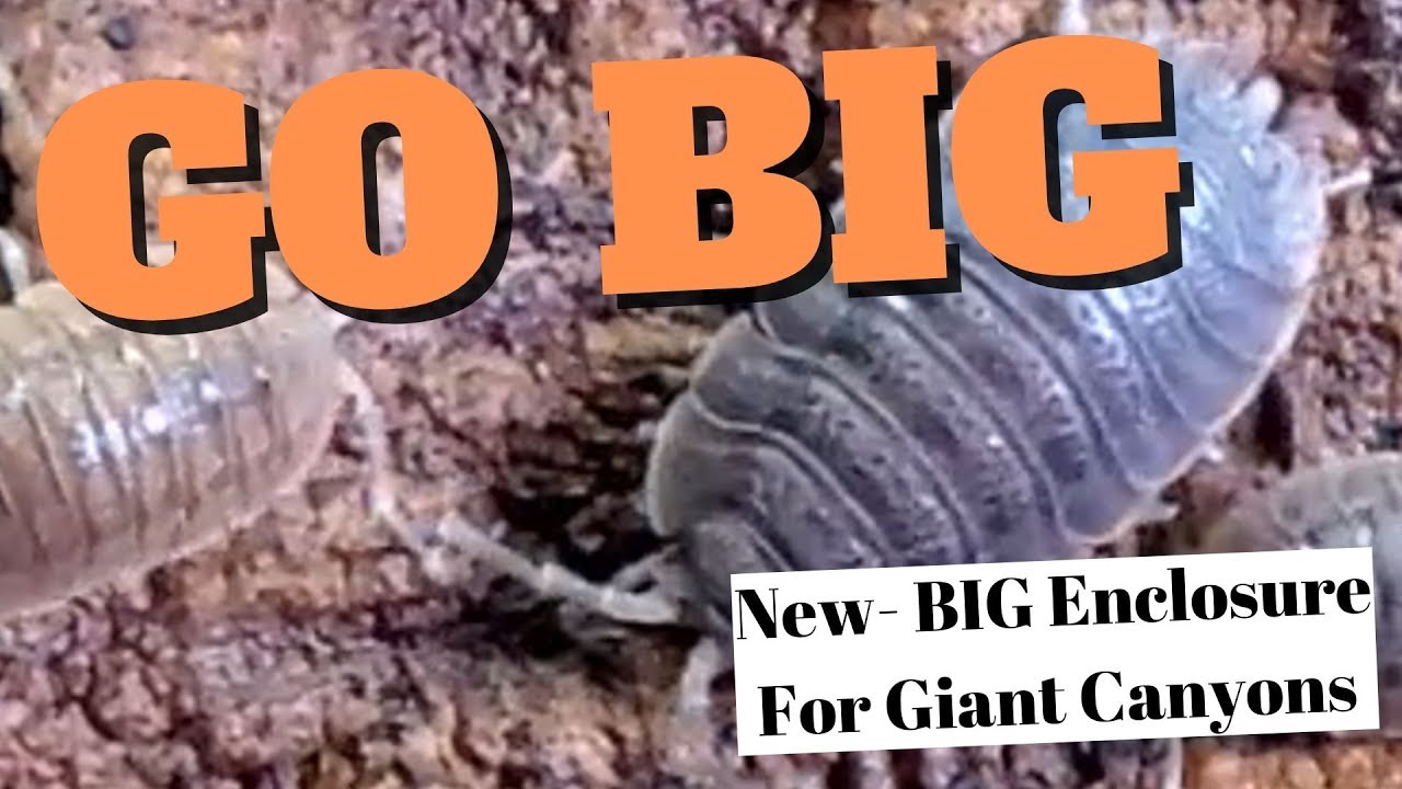 New Enclosure for Isopods | Giant Canyons