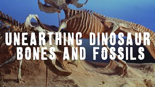 Finding A Dinosaur Graveyard And Unearthing Their Bones And Fossils | Today I Learned | MagellanTV