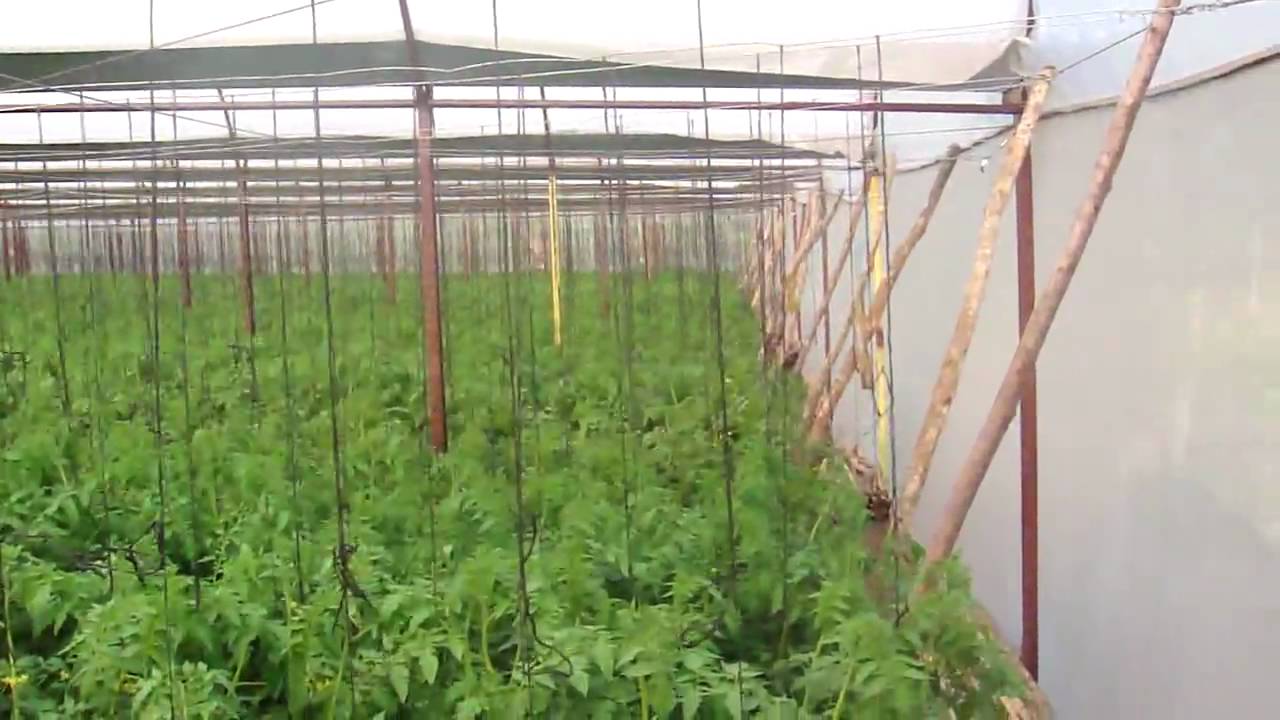 Second Crop - One month