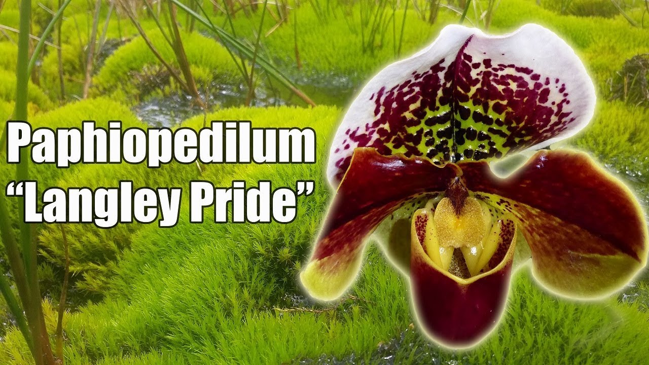 ▷ Orquídea Paphiopedilum [Megaguía con todo lo necesario]
