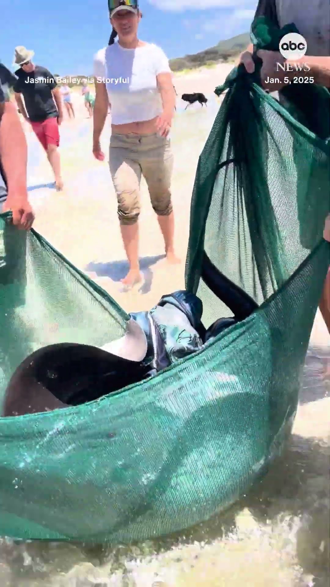 Community rescues stranded stingray in Australia