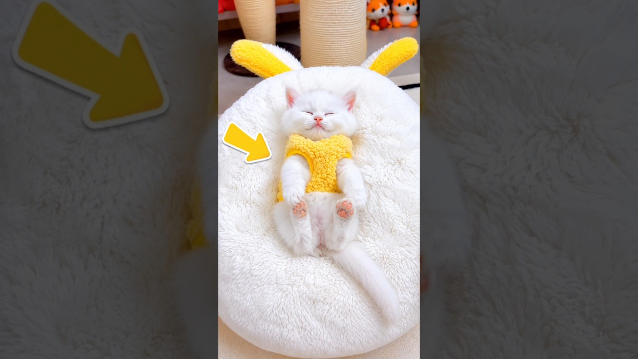 "How the owner taught his cat to sleep." #shorts #ytshorts #viral #viralshorts
