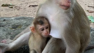 Cute Monkeys Enjoying the Pool LIVE 🐒💙