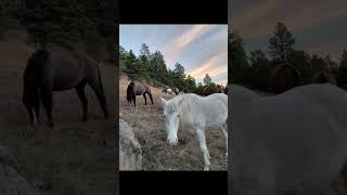 our studs a couple colts and a few mares. #spanishmustang