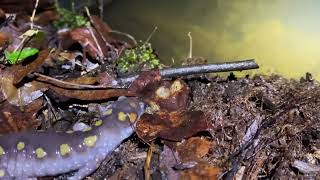 A Moment in the Wild: Spotted Salamanders