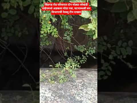 सिंहगड रोड परिसरात दोन मोठ्या लोखंडी पाईपमध्ये अडकला मोठा गवा, वन विभागाची रेस्क्यू टीम दाखल#pune