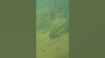 Thumbnail of Largemouth Bass Flute Worm Fake Out #shorts