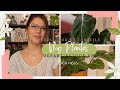 Vlog l les plantes en vacances volution  conseils