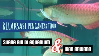 SUARA AIR DI AKUARIUM DAN IKAN ARWANA