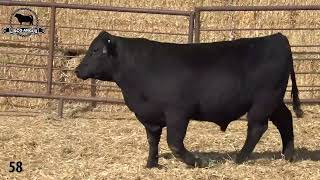 Lisco Angus - M Diamond Angus - Annual Production Sale 3.27.26 - Lot 58