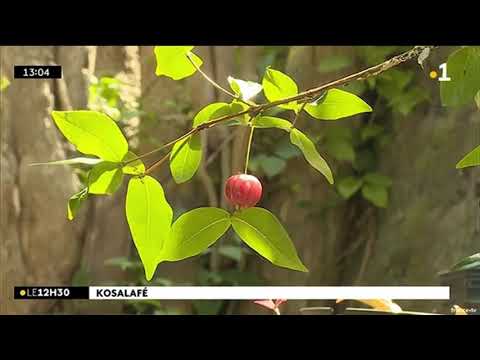 Vidéo: Cerise Du Suriname