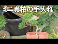 ミニ真柏の手入れ