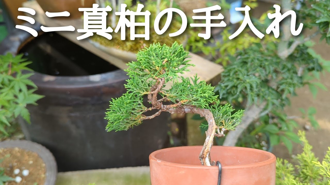 ミニ真柏の手入れ