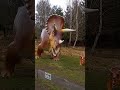 Triceratops "three-horned face" #animals #animalshorts #animal #dinosaur #dinosaurs #amusementpark
