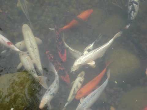 Koi Carp 2 - Henry Vilas Zoo Madison