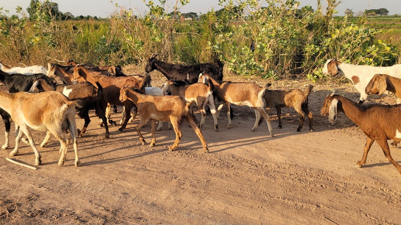 កសិករខ្លះគាត់ឆ្លាតចិញ្ជឹមពពែបដើម្បីបន្ថែមពីការធ្វើស្រែរបស់ពួកគាត់