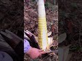 the same knife shown in the video combines chopping and slicing. #KitchenKnife