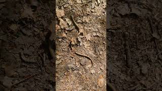 Anakonda spotkana w Lesie #nature #przyroda #spacer #wycieczka #las