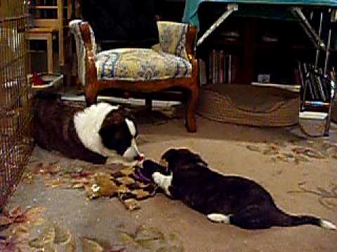 Chase and Holmes Playing Tug 11-24-09.MOV
