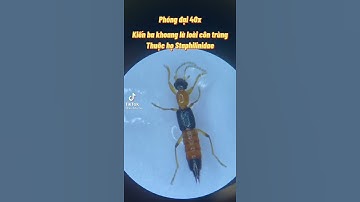 Kiến ba khoang,cách phòng tránh,độc tố của kiến ba khoang