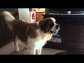 Temper tantrum St. Bernard sounding like Chewbacca.