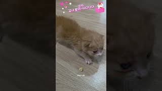 #감자이제달려요#고양이#길냥이구조#길고양이#cat#길냥이#고양이일상#반려묘#고양이영상#고양이집사#고양이새끼#고양이훈련#고양이간식#고양이출산#새끼고양이#새끼#baby#애완동물